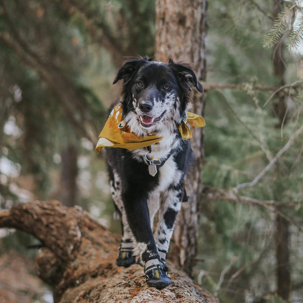 Canine Footwear for Hot Pavement and Winter Conditions: Protective Dog Boots and Paw Shields